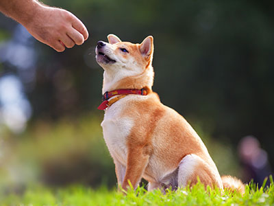 柴犬 ペット保険プリズムコール® SBIプリズム少短代理店